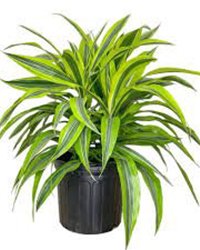 Lemon Lime Dracaena